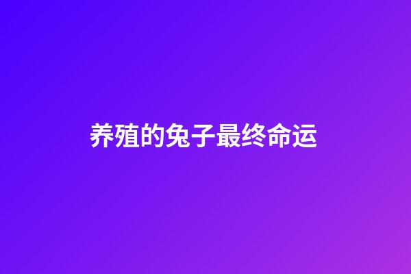 养殖的兔子最终命运 (兔子养得活吗)-第1张-观点-玄机派